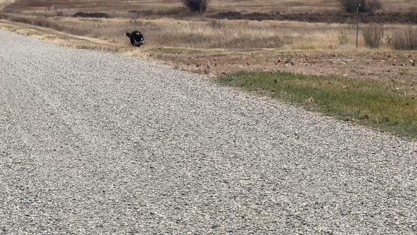 Dogs Walking and Playing in Open Prairie Field on Rural Gravel Road