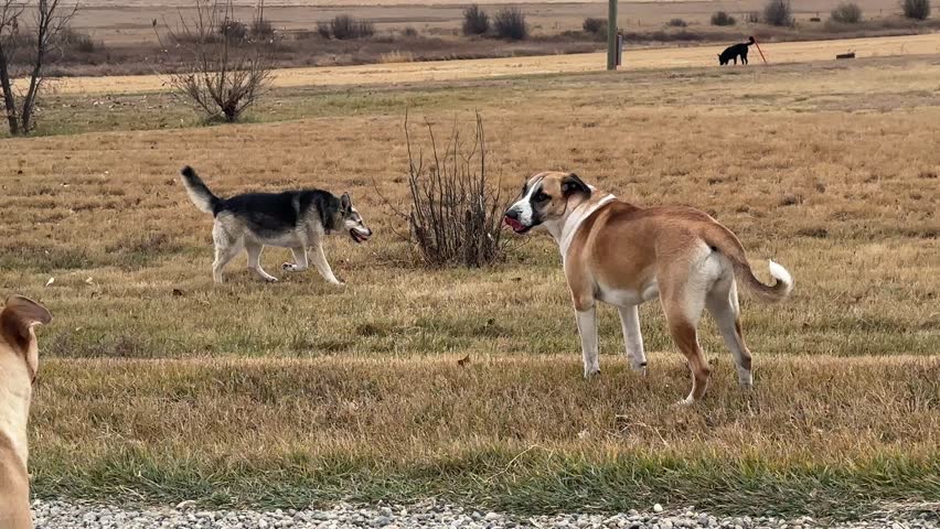 Dogs Walking and Playing in Open Prairie Field on Rural Gravel Road