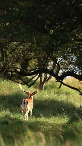 A male deer walking in the scrub in Groot Sprenkelveld, Netherlands