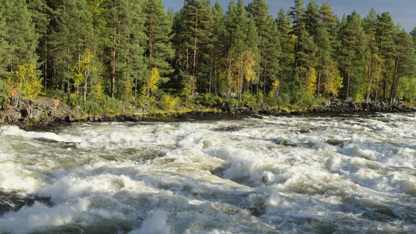 Scenic view of the Vindel river flowing fast through a beautiful pine forest during a sunny autumn day in Swedish Lapland, creating powerful white water rapids and a dramatic landscape