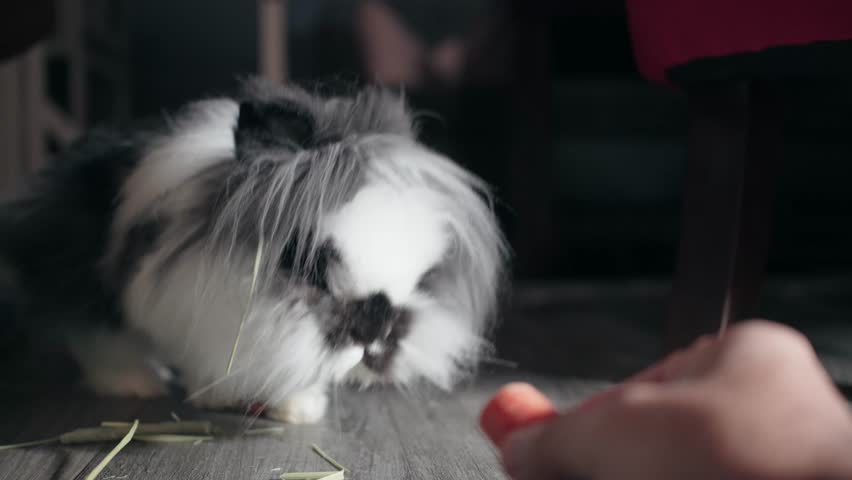 Close-up of a Fluffy Lionhead Bunny Intrigued by and Eating a Carrot from a Hand
