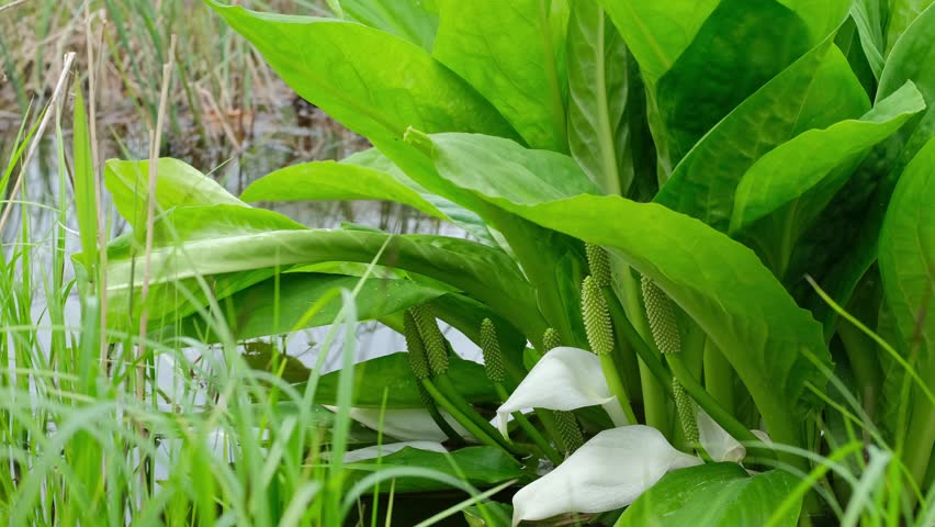 Asian Skunk Cabbage blooms in a spring forest.