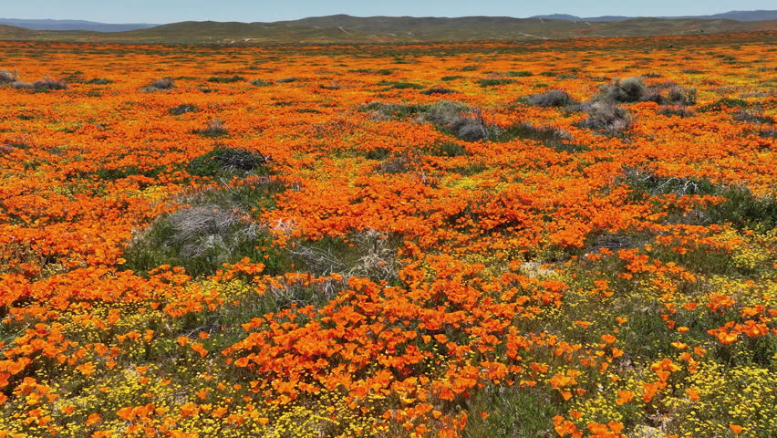 Antelope Valley California Poppy Reserve Super Bloom Dolly Back Slow in Lancaster California USA