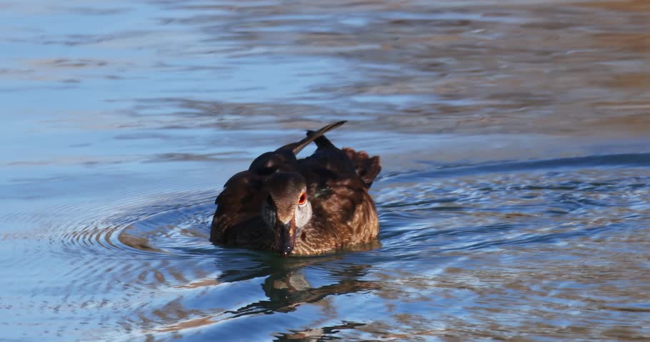 Female Wood Duck Swimming in Calm Water, Wildlife Bird. A beautiful female wood duck glides across serene water, showcasing her subtle elegance in a natural aquatic setting.