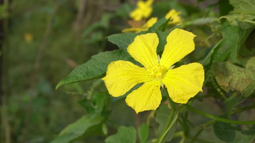 A bright yellow flower blooms in garden. A large carpenter bee visits flower to collect nectar. Captures moment of pollination and nature