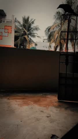 Crow Eating Biscuit on Urban Balcony Floor