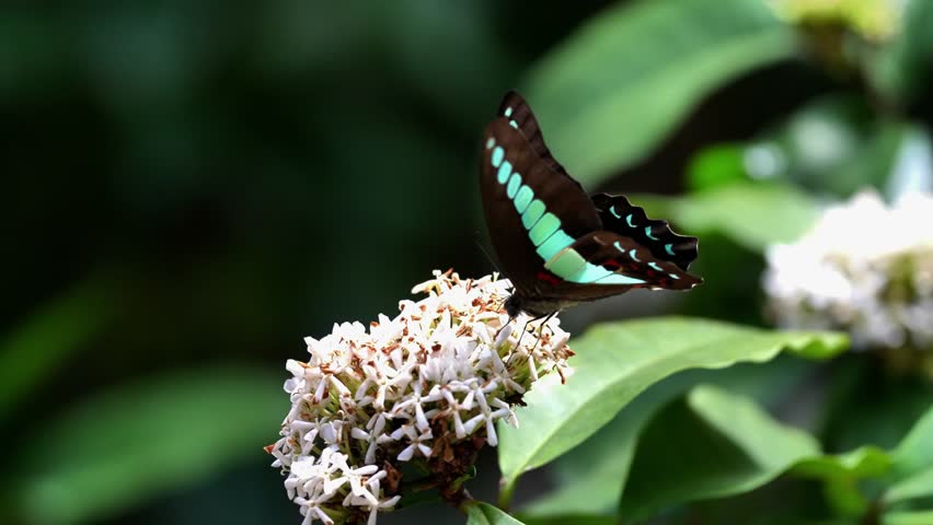 Common Bluebottle butterfly, Common Bluebottle butterfly feeding, Common Bluebottle butterfly in nature