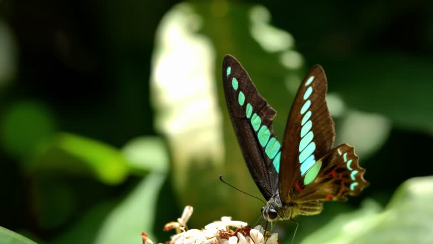 Common Bluebottle butterfly, Common Bluebottle butterfly feeding, Common Bluebottle butterfly in nature