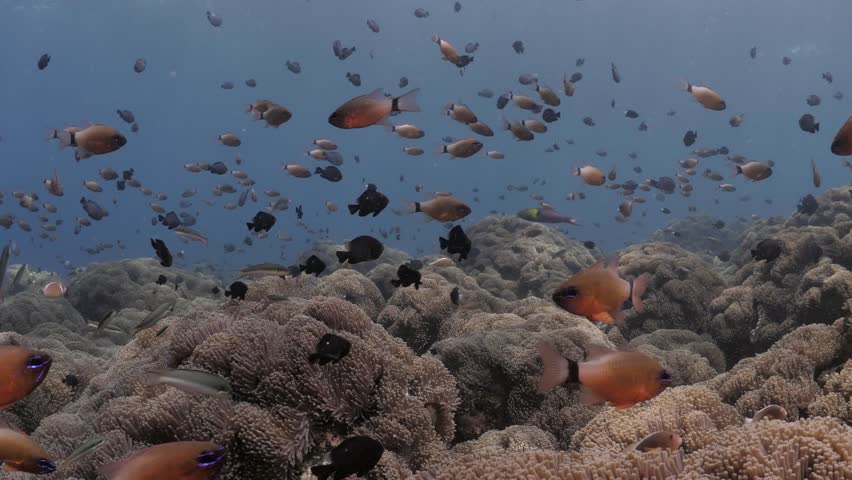 Slow-motion underwater shot of cardinalfish swimming above large anemone fields in Tulamben, Bali, Indonesia.
