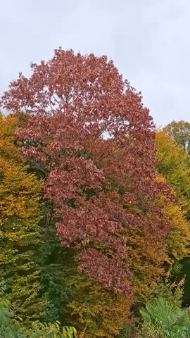 Vertical 9:16 video of an Oak. Russet dead leaves are falling in the wind under a grey sky. Perfect for moody autumn stories and reels.