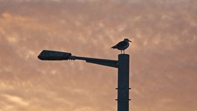 Seagull Silhouette on Streetlight at Sunset - Powered by Shutterstock - Get 15% off with code: PIKWIZARD15