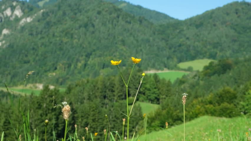 Mountain Meadow with Blooming Wildflowers and Buttercups on Forested Hills Background