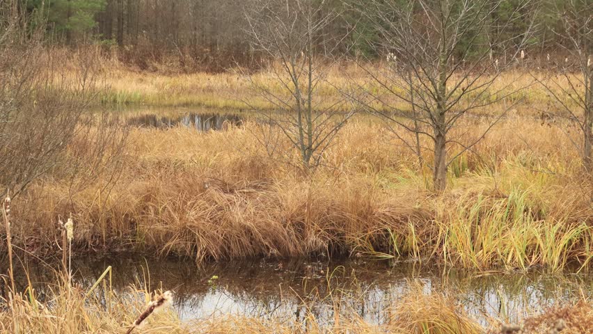 lake in the autumn forest