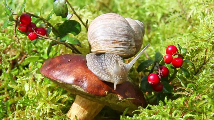 A large snail slowly moves its antennae and perches on a brown mushroom next to small red berries among green moss, creating a tranquil macro-forest scene in bright daylight.