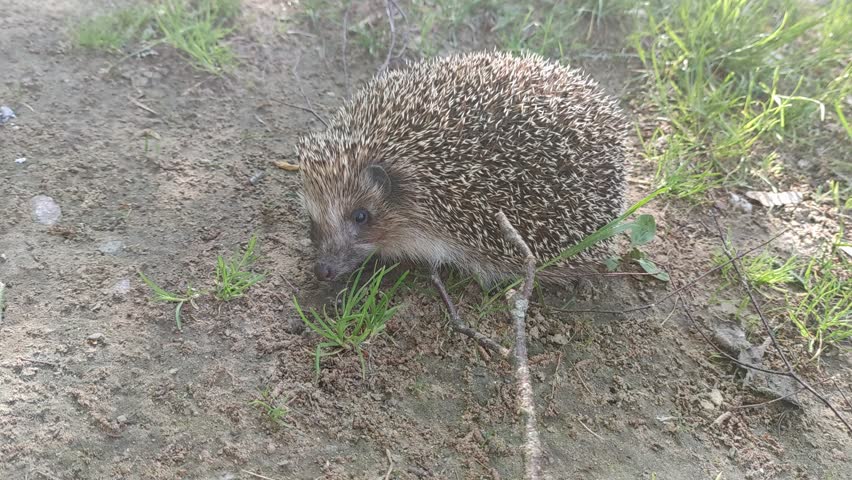 A hedgehog stands on the ground. A young, medium-sized, spiny hedgehog has come outside. The animal stands on the ground in the grass, looking around. It breathes quickly, sniffing.