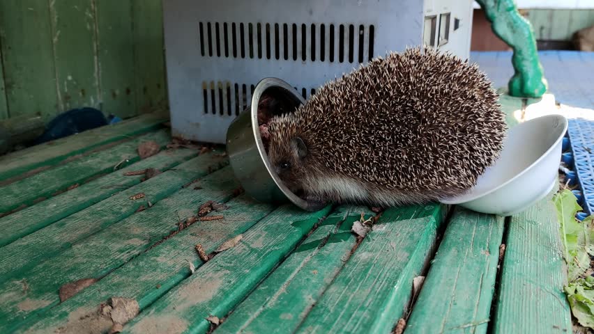 A hedgehog eats from a bowl. A young, medium-sized, spiny hedgehog has gone outside. The animal is eating cat food from a metal bowl. Its backside has reached into a bowl of water and knocked it over.