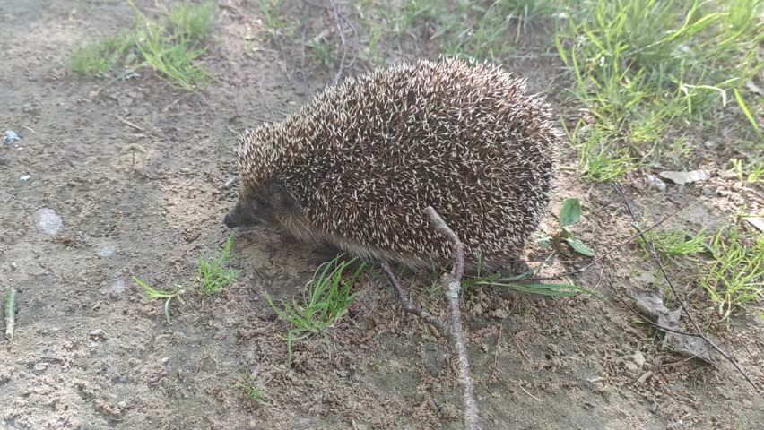 A hedgehog stands on the ground. A young, medium-sized, spiny hedgehog has come outside. The animal stands on the ground in the grass, looking around. It breathes quickly, sniffing.