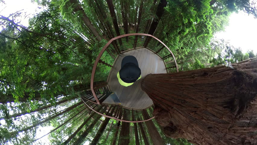 Redwood Forest Skywalk Walking POV Tiny Planet 03 California USA