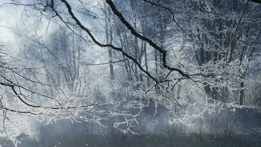 Frost Covered Trees in Winter Forest with Mist Over the Lake