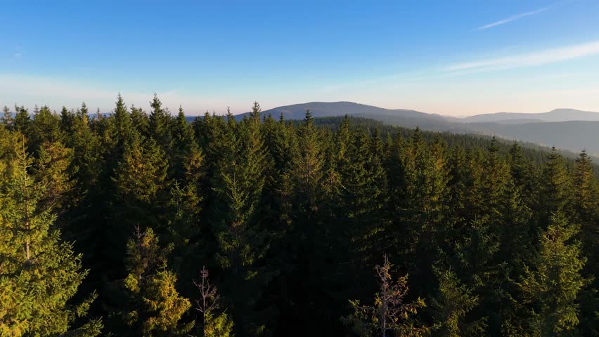 Aerial view of yellow aspen and green pine forests in early autumn in Colorado, USA. A picturesque autumn mountain landscape.