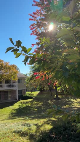Sunlight shining through colorful autumn leaves near a suburban house on a clear day