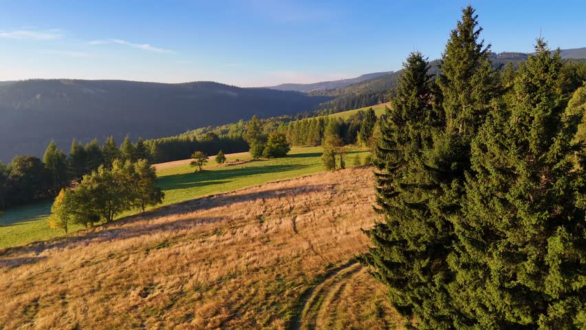An aerial view of an evergreen pine forest in autumn in Redwood National Park, California, USA. A drone flies over the wild forest. The view extends to the treetops.