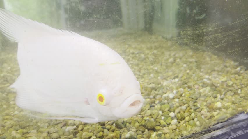A close-up of a large albino freshwater fish, possibly Giant Gourami, with bright orange-red eyes, swimming in a tank over gravel.

