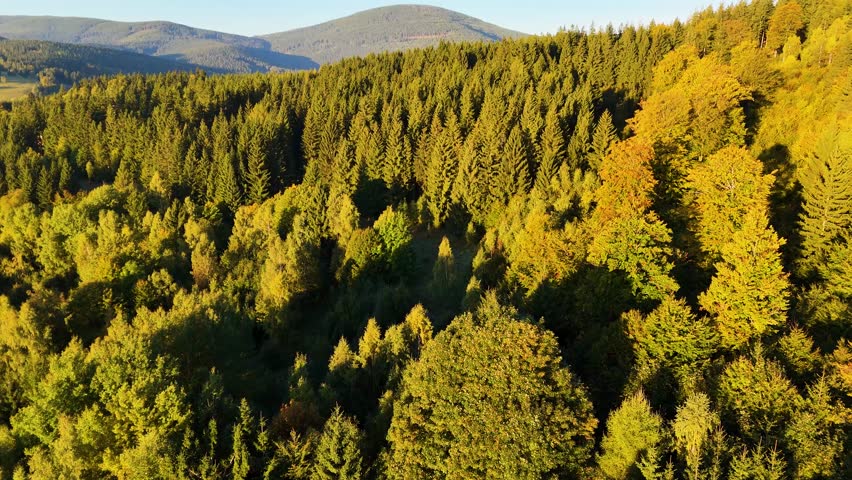 A drone flies over a pine forest in the mountains of Redwood National Park, California, USA. A picturesque autumn forested mountain range. Morning forest landscape, 4K video.