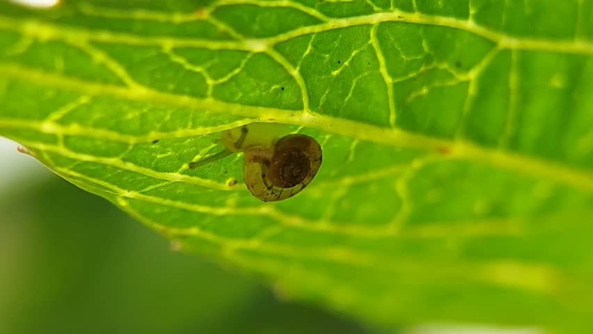 Mini Snail (Helix aspersa) Crawling Under Green Leaf – Natural 4K Macro Video