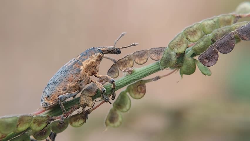 4K Macro Footage of a Long-Nosed Beetle (Curculionidae) with Sharp Body Texture Details