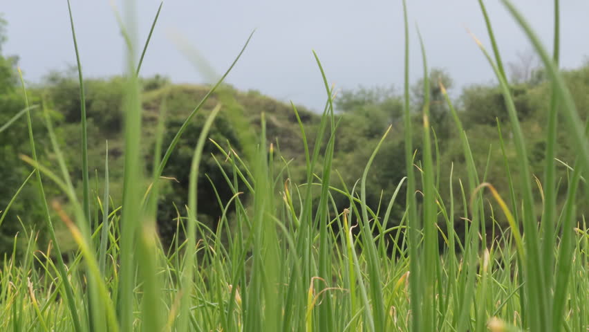 Plant spring onions that are growing in season. Ripe Onion plants row growing on field, close up. with onion bulb, closeup. Rows on the onion plantation in the vegetable garden agriculture.