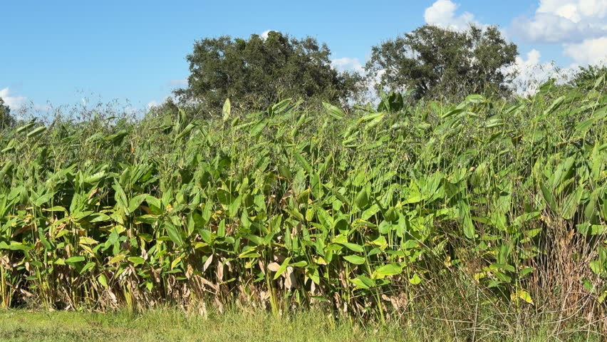 Pan right along tall, dense sedge, probably Jamaica sawgrass (binomial name: Cladium mariscus jamaicensein), to open marsh in a nature park once part of a municipal golf course in Sarasota, Florida