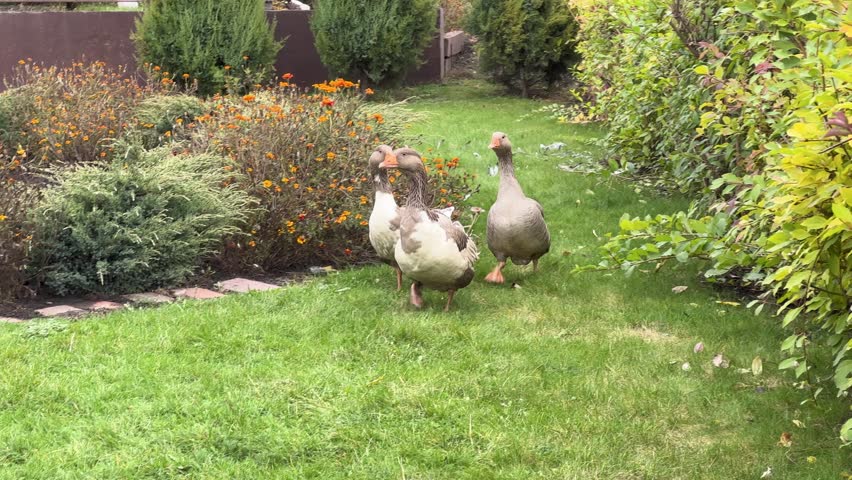 Three domestic geese confidently stride across a lush green lawn, framed by vibrant marigolds and verdant shrubs, creating a picturesque garden scene full of life