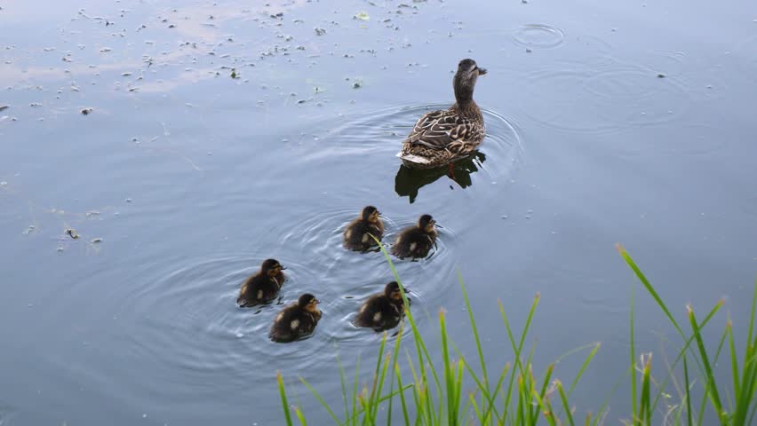 Mallard duck mother swimming in a calm pond while her adorable fluffy ducklings follow her in a row. Wonderful scene of animal family and parenting instinct in their natural habitat