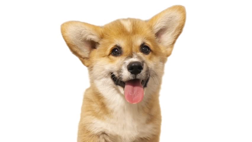 Welsh Corgi puppy on white background