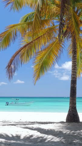 Coconut palm tree on white sandy beach at caribbean island. Travel getaways. Summer holidays. Saona Island. Vertical footage