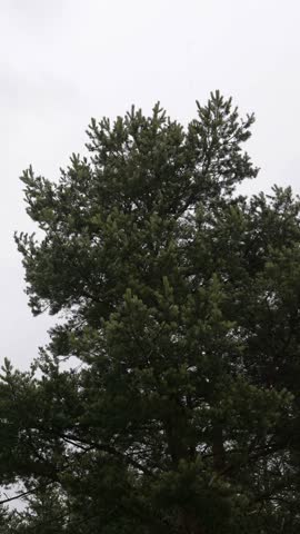 Windy and snowy weather in pine forest. Winter nature. Vertical footage