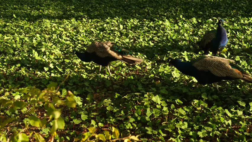 A peacock walks gracefully through a lush garden covered in ivy, showcasing its bright feathers. The sun illuminates the vivid colors in the natural setting, creating a peaceful atmosphere.