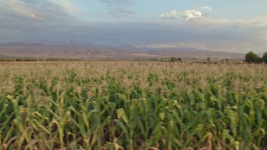Corn field maize close up, cornfield maize in the blue sky background with clouds.
Lush cornfield with mountains in the background.