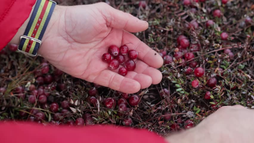 hand collecting vibrant cranberries carefully, person holding fresh berries during harvest moment