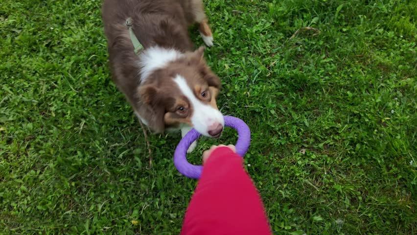 Australian Shepherd dog pulling purple puller toy on green grass during outdoor play. 4k footage.