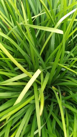 Small plants in the garden