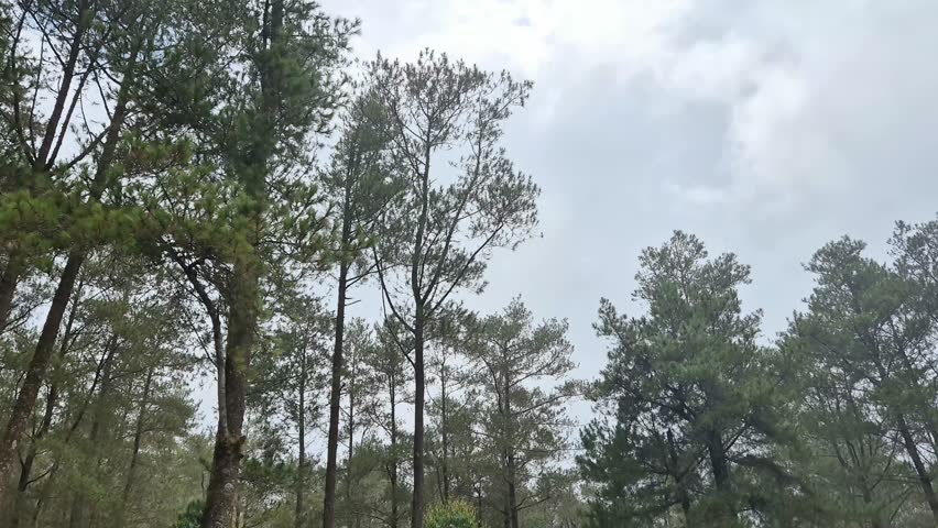 Pine forest with fog in the afternoon