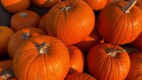 Close-up of bright orange pumpkins in warm sunlight, showing textures and shadows. Perfect Halloween and autumn decor as jack-o-lantern, cinematic background, festive harvest vibes, cozy autumn scene - Powered by Shutterstock - Get 15% off with code: PIKWIZARD15