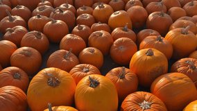 Close-up of bright orange pumpkins in warm sunlight, showing textures and shadows. Perfect Halloween and autumn decor as jack-o-lantern, cinematic background, festive harvest vibes, cozy autumn scene - Powered by Shutterstock - Get 15% off with code: PIKWIZARD15
