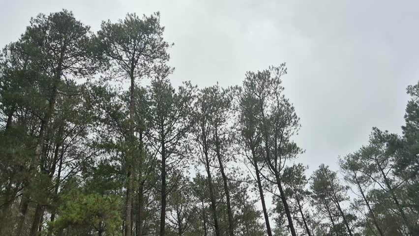 Pine forest with fog in the afternoon