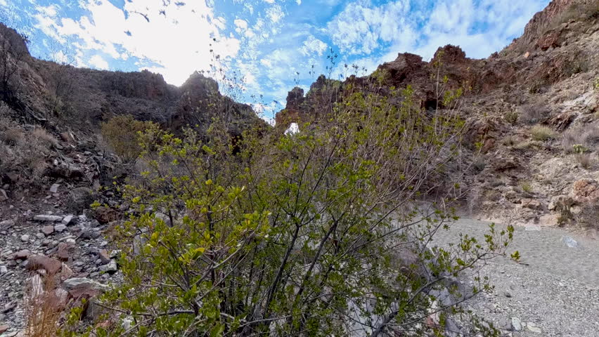 Green Leaves Sway in Breeze Below Clouds in Big Bend National Park