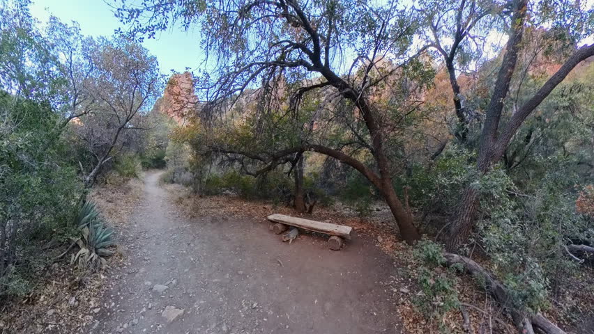 Fox Scavenges for Food Under Bench in Big Bend National Park