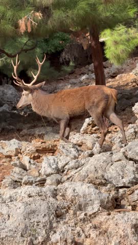 Majestic red deer standing in its natural habitat. Detailed wildlife portrait showing the beauty and strength of this noble animal
