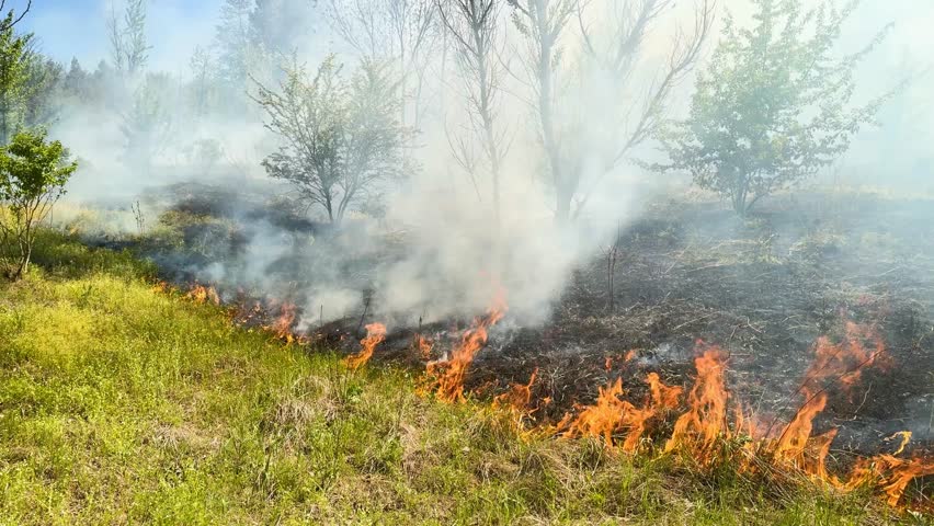 forest fire begins, last year